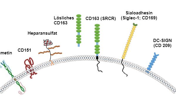 Abbildung 2: Darstellung der allgemein f&uuml;r PRRSV in Betracht kommenden Rezeptoren. Quelle: Zhang, Q., Yoo, D. (2015)
