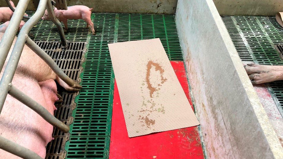 Foto 1: Eine praktische Methode zur Entnahme von Durchfallproben: Papierunterlagen, die f&uuml;r Trockenheit und den Komfort der Ferkel nach dem Abferkeln verwendet werden. Diese Unterlagen werden im Abferkelstall belassen. Wenn Durchfall auftritt, beschmutzen die Ferkel die Unterlage mit ihren Exkrementen, die dann verwendet werden kann, um die Mischung vorzubereiten, die an die Sau verf&uuml;ttert wird.
