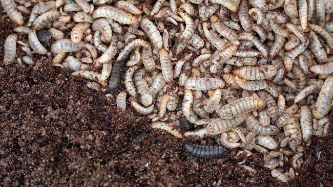 One insect species that is already successfully fed in WEDA systems is the black soldier fly. The larva of the fly, which can be up to 17 millimetres long, utilises almost all organic residues. Depending on the feed composition, larvae with a protein content of up to 55 percent emerge from this.