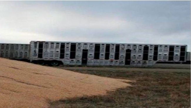 Bild 2: Sich ganz in der Nähe voneinander befindende kontaminierte Transportfahrzeuge und externe Maislager. Mit freundlicher Genehmigung von Dr. Doug McDougald.