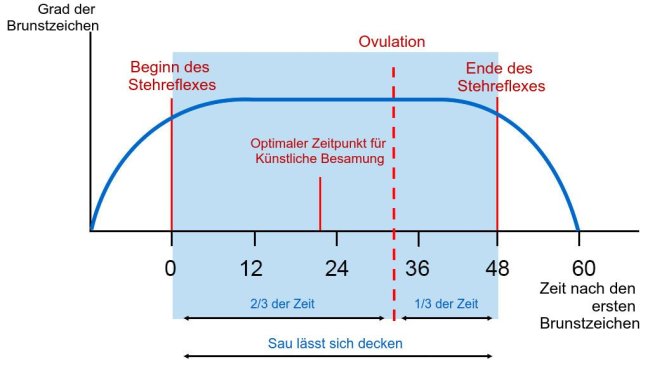 Abbildung 1: Schaubild des Stehreflexes, der Ovulation und des optimalen Zeitpunkts für die Künstliche Besamung bei einer Sau mit 60-stündiger Brunst. Quelle: Carles Casanovas