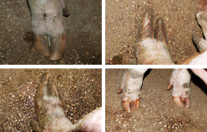 Foto 3: Klauen vor der Korrektur
