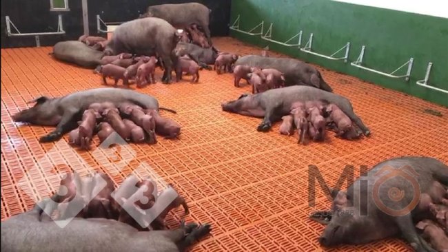 Abbildung 2: Ein Beispiel für Gruppenbuchten in der Laktationsphase, in denen sich sowohl Sauen als auch Ferkel vermischen und interagieren können. Quelle: mio1989.com