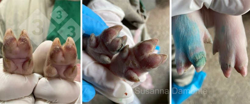 Abbildung 6: Fußläsionen (Hufballen und Kronsaum) im Alter von 4 Tagen