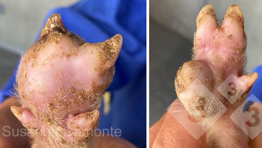 Abbildung 2: L&auml;sion an der Sohle eines 15 Tage alten Ferkels
