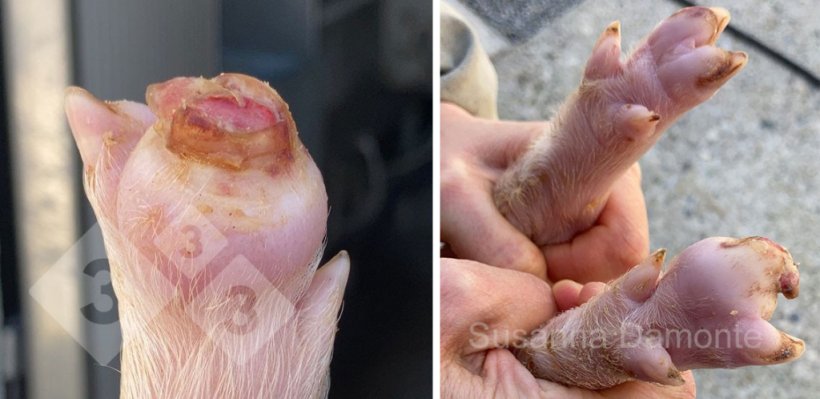 Abbildung 3: Klauenverlust bei einem 15 Tage alten Ferkel