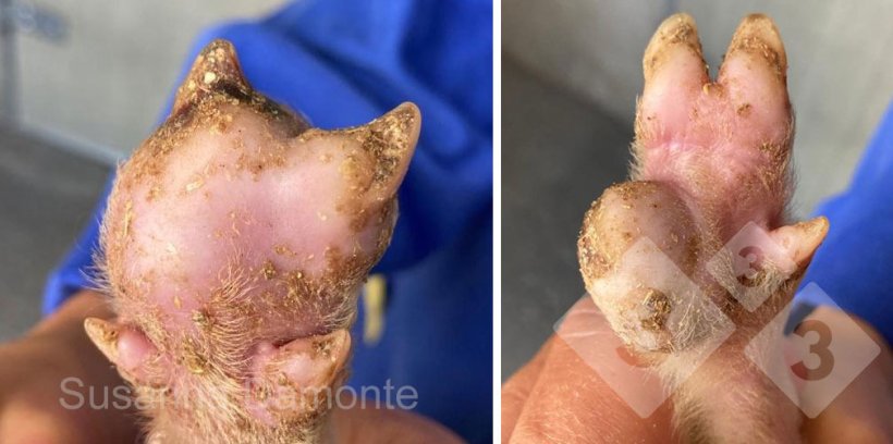 Abbildung 2: Läsion an der Sohle eines 15 Tage alten Ferkels