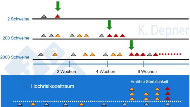 Abbildung 1: Hochrisikozeitraum & Betriebsgröße: In Kleinbetrieben lässt sich ASP aufgrund der geringen Anzahl von Tieren im Allgemeinen früh erkennen. In Großbetrieben können die ersten Tiere, die an ASP erkranken und sterben, übersehen werden.