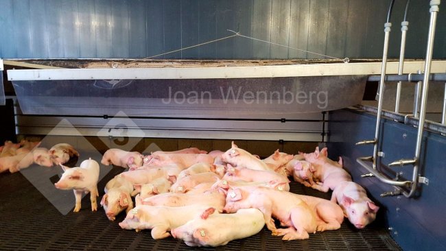 Foto 1: Frierende Ferkel