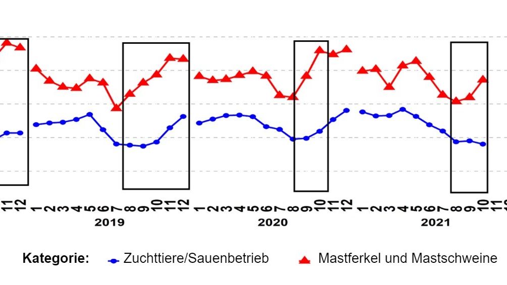 Abbildung 1: Prozentsatz der PCR-positiven PRRSV-Meldungen f&uuml;r die Alterskategorien Zuchttiere/Sauenbetrieb sowie Mastferkel und Mastschweine. Die schwarzen K&auml;stchen zeigen die st&auml;rkeren und/oder fr&uuml;heren Ausschl&auml;ge in den Daten der Mastbetriebe im Vergleich zu denen der Sauenbetriebe. Quelle: ISU-VDL: Veterin&auml;r- und Diagnoselabor der Iowa State University; UMN-VDL: Veterin&auml;r- und Diagnoselabor der University of Minnesota; SDSU-ADRDL: Forschungs- und Diagnoselabor f&uuml;r Tierkrankheiten der South Dakota State University; KSU-VDL: Veterin&auml;r- und Diagnoselabor der Kansas State University; OH-ADDL: Ohio Animal Disease and Diagnostic Laboratory.

