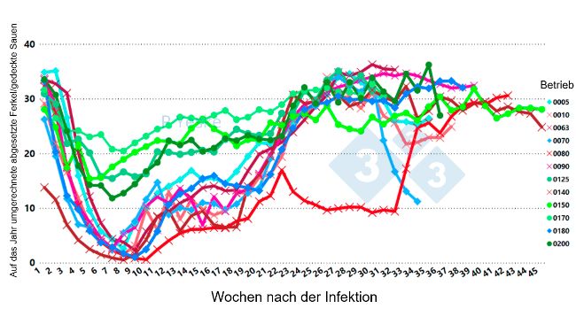 Abbildung 2: Die Abbildung zeigt die Ver&auml;nderungen bei den j&auml;hrlich abgesetzten Ferkeln/gedeckten Sauen im Laufe der Zeit nach einer Infektion mit PRRSv (1-4-4 L1C-Variante in 12 verschiedenen Betrieben, was den Produktivit&auml;tsr&uuml;ckgang verdeutlicht, der bis zu 30 Wochen dauert, bis sich der Betrieb wieder erholt).
