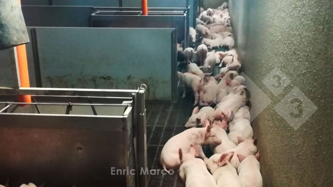 Foto 2: Schweine meiden Luftströme