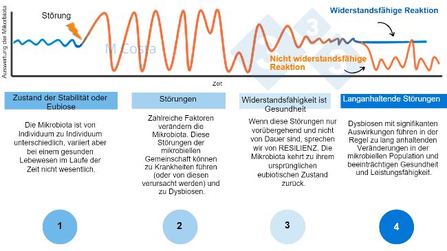 Abbildung 1: Hypothetisches Diagramm zur Darstellung der Reaktion der Mikrobiota auf eine St&ouml;rung 1) Gesunde Individuen haben ein normales Ma&szlig; an Variation in ihrer Mikrobiota, das nicht zu Krankheiten f&uuml;hrt (dies wird als Eubiose bezeichnet). 2) Eine St&ouml;rung (z. B. Hitzestress) kann zu einer Instabilit&auml;t der Mikrobiota f&uuml;hren, die Krankheiten verursacht. 3) Resiliente Mikrobiota kehren in einen Zustand zur&uuml;ck, der dem vor der St&ouml;rung &auml;hnelt und in dem keine Krankheit auftritt. 4) Mikrobiota, die nicht widerstandsf&auml;hig sind, k&ouml;nnen sich nicht erholen und leiden daher unter Dysbiose und einem anhaltenden Krankheitszustand.
