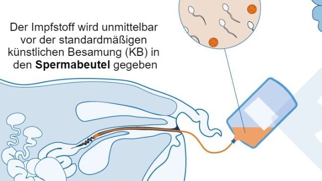 Abbildung 1: Vorgeschlagener Mechanismus des intrauterinen Impfstoffs: Der intrauterine Impfstoff wird während der standardmäßigen oder postzervikalen künstlichen Besamung in den Uterus verabreicht, um bei Jungsauen und Sauen eine antikörpervermittelte und zelluläre Immunantwort hervorzurufen. Es werden kolostrale Antikörper gebildet, die an die neugeborenen Saugferkel abgegeben werden.
