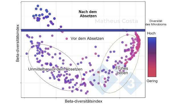 Abbildung 1: Streudiagramm, das die Zusammenh&auml;nge zwischen der Zusammensetzung des Mikrobioms von Schweinen in der fr&uuml;hen Lebensphase (0-7 Tage), unmittelbar vor dem Absetzen (21 Tage) und nach dem Absetzen (100 Tage) zeigt. Die gr&ouml;&szlig;te Ver&auml;nderung ist zwischen den Proben vor und nach dem Absetzen zu beobachten. Die Alpha-Diversit&auml;t erreicht ihren H&ouml;hepunkt nach dem Absetzen (dargestellt als &bdquo;Mikrobiom-Diversit&auml;t&ldquo;).

