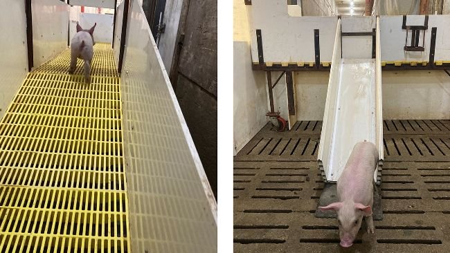 Abbildung 1: Die Ferkel betreten die Rampe im Gang und verlassen sie nach Geschlecht getrennt über Rutschen auf beiden Seiten.