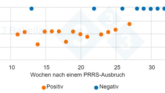 Abbildung 1: Entwicklung der Ct-Werte der PCR in den Wochen nach einem PRRS-Ausbruch
