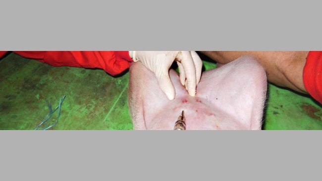 Intradermale Inokulation des Antigens