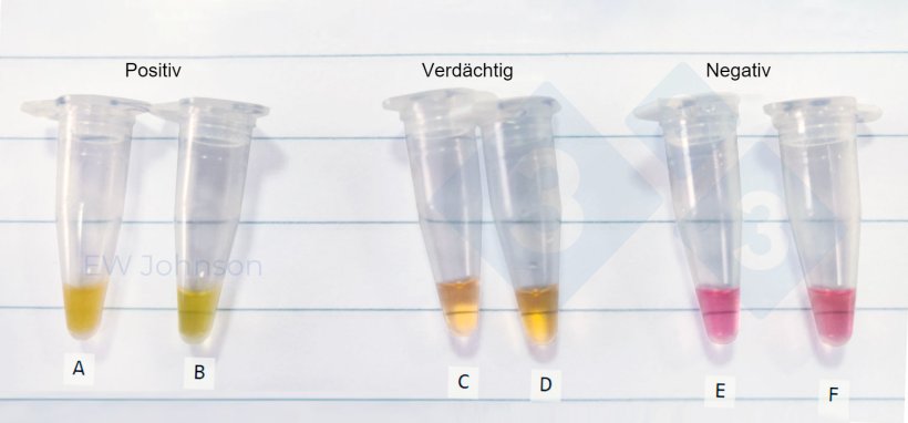 Abbildung 3: Mikrozentrifugenr&ouml;hrchen aus einem LAMP-Test in einem ASP-Fall vor Ort. A: Milz einer toten Sau, B: Speichelprobe von derselben Sau (A), C-F: fragw&uuml;rdige und negative Speichelproben
