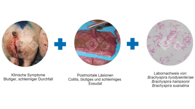 Abbildung 2: Trias von Indizien, die zur Best&auml;tigung der Diagnose der Schweinedysenterie in einem Betrieb vorgeschlagen werden.

