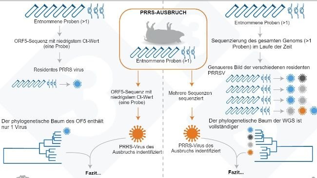 Abb. 1: Illustration eines Beispiels für den derzeit üblichen Ansatz zur Bestimmung der PRRSV-Variante in einem Betrieb (linkes Feld) und die von uns vorgeschlagene Methode zur Bestimmung der Variabilität des residenten PRRS-Virus (rechtes Feld)