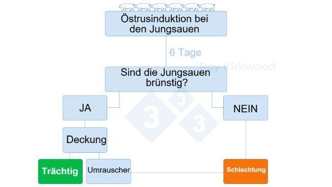 Abbildung 2: Vorgeschlagenes Protokoll entsprechend der Reaktion auf die Pubert&auml;tsinduktion. Anmerkung: Wenn 6 Tage nach der Behandlung weniger als 70 % der Jungsauen in der Brunst sind, haben Sie wahrscheinlich Probleme mit der Brunsterkennung.
