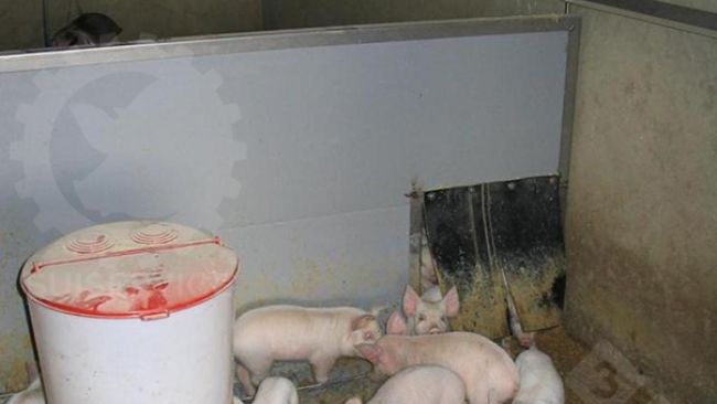 Au&szlig;erhalb des Ferkelnests, aber noch innerhalb der Bucht, befindet sich ein runder Futtertrog mit Trockenfutter und Tr&auml;nken.
