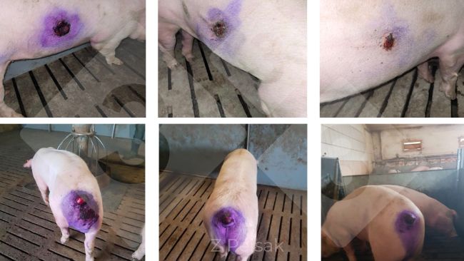 Abb. 3: Ergebnisse der Behandlung von durch Kannibalismus verursachten Hautwunden
