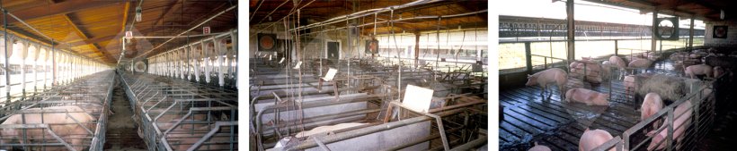 Abb. 8: Phasen der Schweineproduktion
