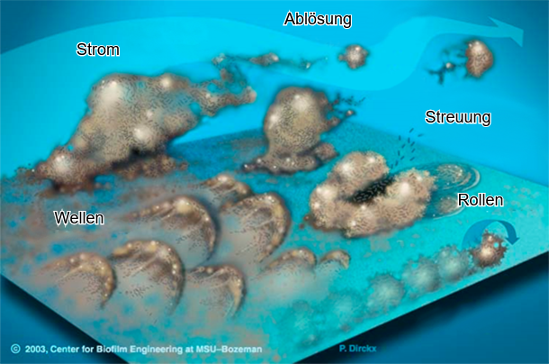 Abb.&nbsp;7: Biofilmbakterien k&ouml;nnen sich auf vielerlei Weise bewegen: entweder gemeinsam in Wellen, rollend auf der Oberfl&auml;che, in Gruppen oder einzeln im Fl&uuml;ssigkeitsstrom verteilt.&nbsp;Quelle: Center for Biofilm Engineering, Montana State University
