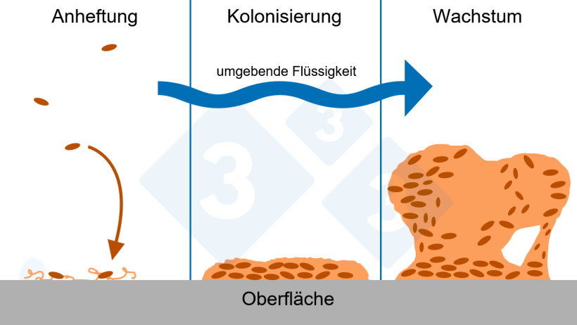 Abb. 6: Die drei Phasen der Biofilmbildung: Anheftung, Kolonisierung und Wachstum komplexer Biofilmstrukturen. Quelle: Abbildung angepasst mit Genehmigung des Center for Biofilm Engineering, Montana State University
