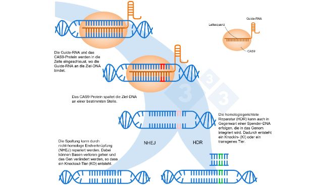 Abbildung 1: Genom-Editierung mit dem CRISPR-Cas9-System. Eine Guide-RNA (sgRNA) erkennt eine spezifische genomische Region, die die DNA-Endonuklease Cas9 aktiviert. Dieses Enzym spaltet die beiden DNA-Str&auml;nge an einer ganz bestimmten Stelle. Nach: https://es.moleculardevices.com/applications/gene-editing-with-crispr-engineering
