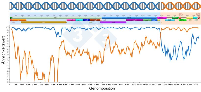 Abbildung 1: Darstellung eines Rekombinationsereignisses, das ein neues Virus hervorbringt. Der Bereich vor und nach den Schnittpunkten der beiden Linien bezeichnet den Teil des Genoms, der von den beiden Elternviren stammt. Die Genomregionen sind oben dargestellt.
