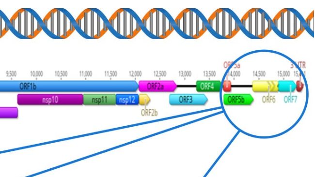 Abbildung 1: Schematische Darstellung eines kompletten PRRSV-Genoms (GenBank U87392) und der Zielregionen f&uuml;r verschiedene Diagnosetests. In den USA zielen RT-PCR-Tests zum Nachweis von impfstoff&auml;hnlichen modifizierten Lebendviren (MLV) auf die nsp2-Region ab. Die CLAMP-Sequenzierung, die die Amplifikation von MLV-Impfviren w&auml;hrend der Sanger-Sequenzierung blockiert, zielt auf das ORF5-Gen ab.
