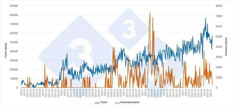 Wöchentliche Entwicklung der spanischen Ferkel- und Schlachtschweinimporte aus den Niederlanden (Januar 2016 – Juni 2025). Quelle: 333-Redaktion mit RVO-Daten