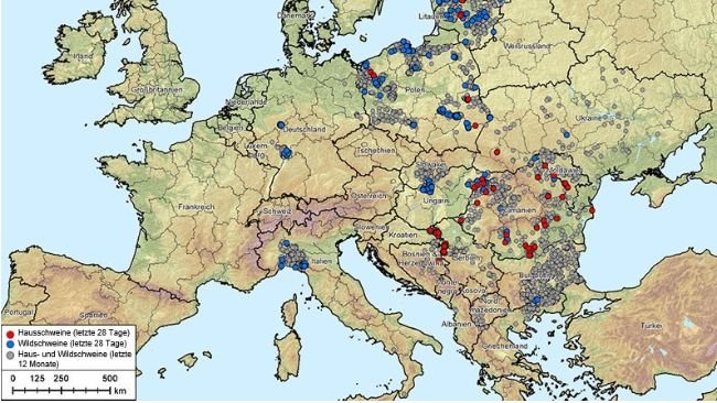 Abb. 1: Ausbrüche der Afrikanischen Schweinepest (Genotyp II) in Albanien, den baltischen Staaten, Bosnien und Herzegowina, Bulgarien, Deutschland, Griechenland, Italien, Kosovo, Kroatien, Moldawien, Montenegro, Nordmazedonien, Polen, Rumänien, Schweden, Serbien, Slowakei, Tschechische Republik, Ukraine und Ungarn (20. August 2024 bis 20. August 2025) Datenquelle: ADIS, TSN (Stand: 20. August 2025, 8:40 Uhr)