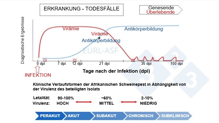 Abbildung 1. Schematische Darstellung des Virus- und Antikörpernachweises sowie der Variabilität der Virulenz von Isolaten nach Exposition mit ASP. Quelle: Europäisches Referenzlabor für Afrikanische Schweinepest.