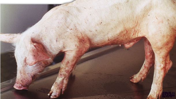 PMWS bei einem Ferkel. Dr Morvan, LDA22