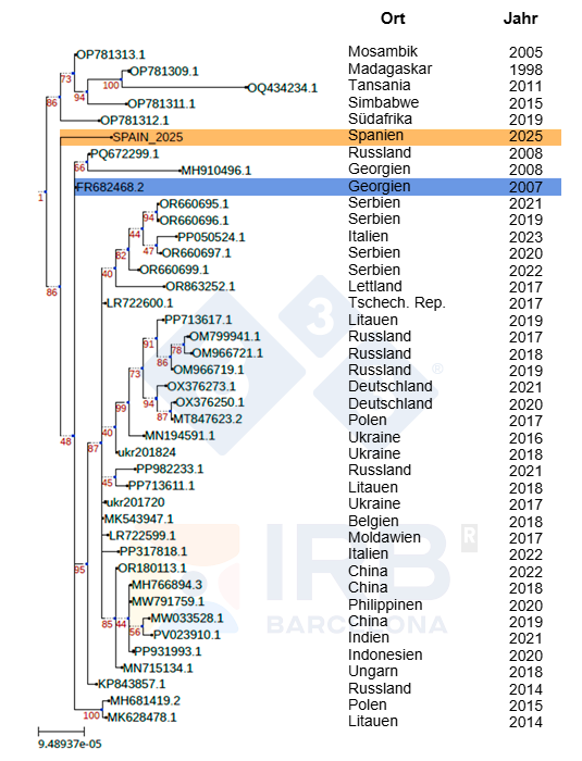 Abb. 1: Phylogenetische Verwandtschaft des Stammes Sp25 (in Orange) im Vergleich zu anderen afrikanischen und europ&auml;ischen ASPV-Isolaten nach der Einschleppung des Stammes Georgia 2007 (in Blau) nach Europa. Autoren: Dr. Toni Gabald&oacute;n und Marina Marcet-Houben (IRB)
