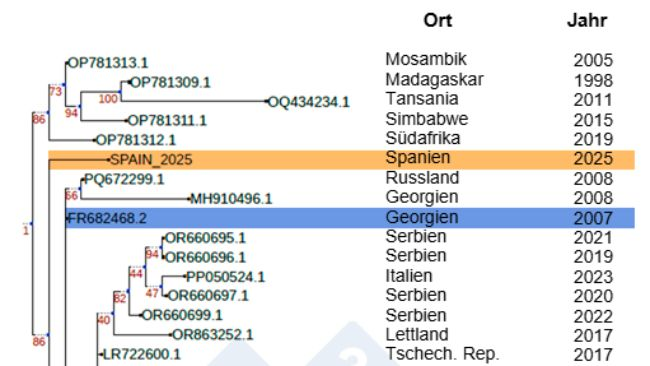 Abb. 1: Phylogenetische Verwandtschaft des Stammes Sp25 (in Orange) im Vergleich zu anderen afrikanischen und europäischen ASPV-Isolaten nach der Einschleppung des Stammes Georgia 2007 (in Blau) nach Europa. Autoren: Dr. Toni Gabaldón und Marina Marcet-Houben (IRB)