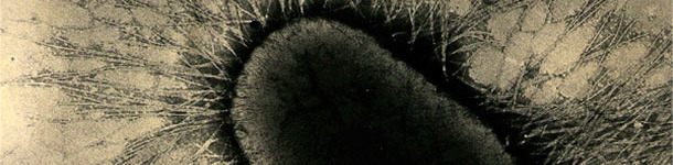 Die Adh&auml;sionsfaktoren von ETEC sind spezialisierte Fimbrien- oder Pilusproteine, die sich an die Glykoproteinrezeptoren der intestinalen Zellen anheften.