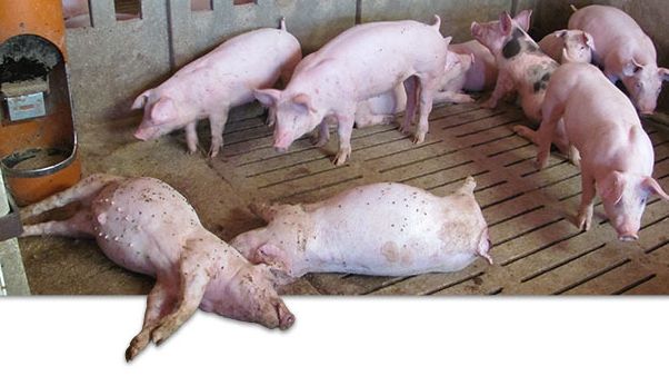 Tote Schweine im Bestand