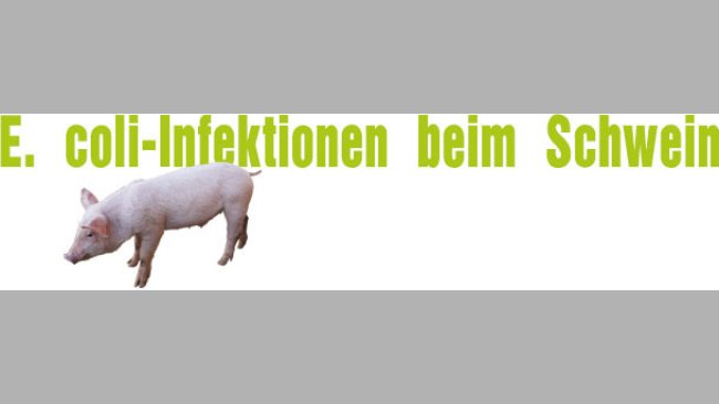 E. coli-Infektionen beim Schwein