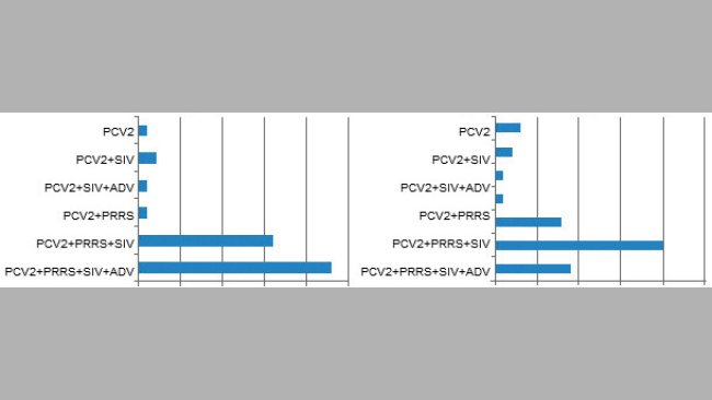 Gleichzeitige Seropositivitäten bei Schweinen