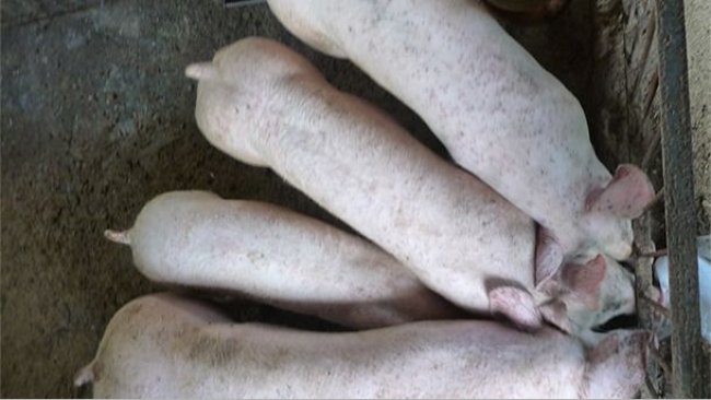 In Beständen mit PCV2-SD und PCV2-SI kann häufig eine heterogene Gewichtsentwicklung der Schweine beobachtet werden.