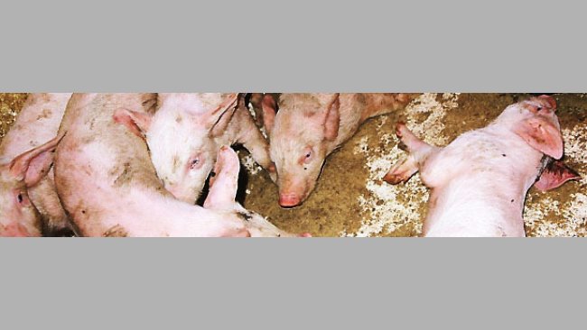 Durch S. suis verursachte akute Form der Erkrankung