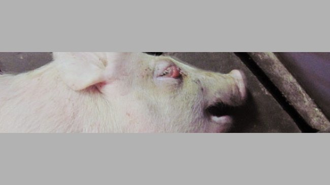 Fünf Wochen altes Absetzferkel mit Lidödem in Seitenlage.