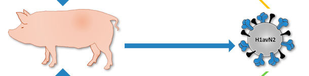 Herkunft des in D&auml;nemark und Frankreich beschriebenen H1avN2-Virus