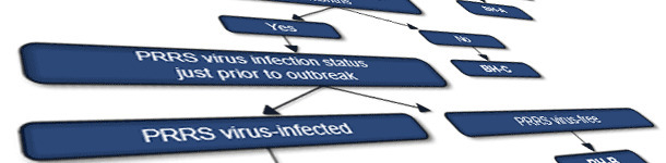 Das PRRSV-Klassifikationssystem f&uuml;r Sauenbest&auml;nde