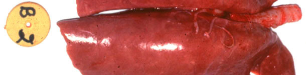 Abbildung 1: Makroskopisch sichtbare Lungenl&auml;sion